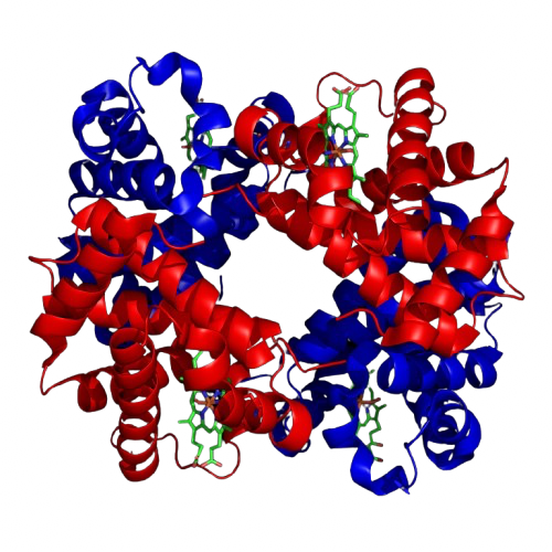 Hemoglobin Logo